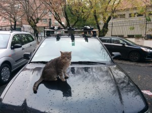 "Repare no petróleo", orienta o gato.