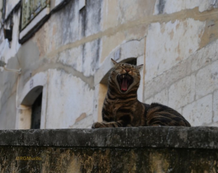 gato_bocejo_alfama_a